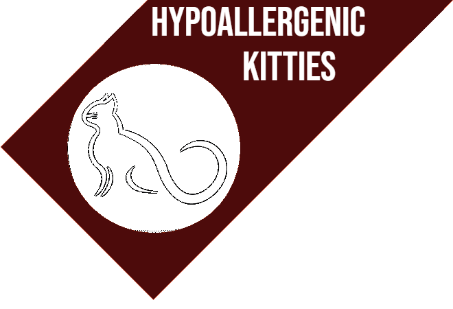 Hypoallergenic Siberian Kitties